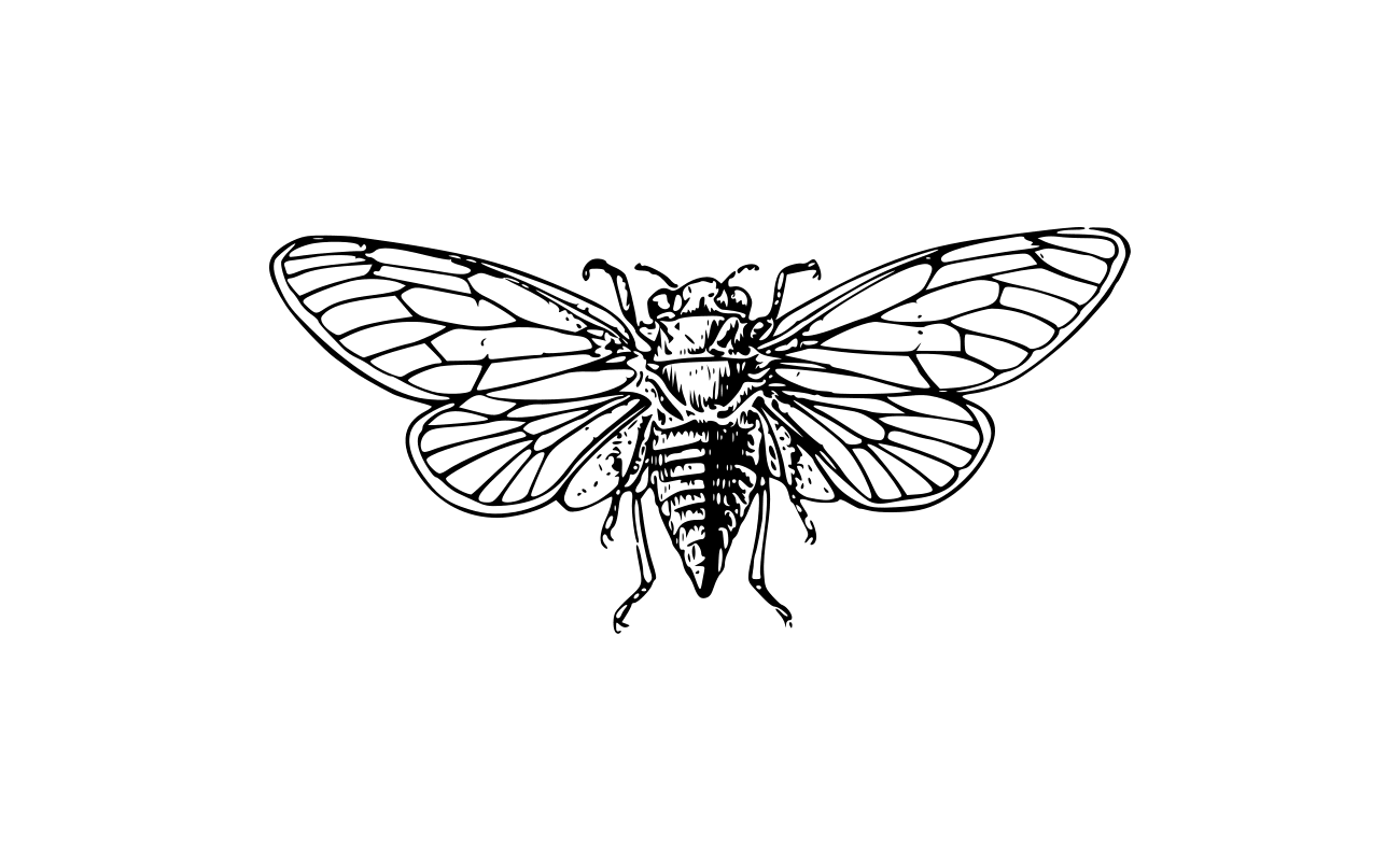 cicada