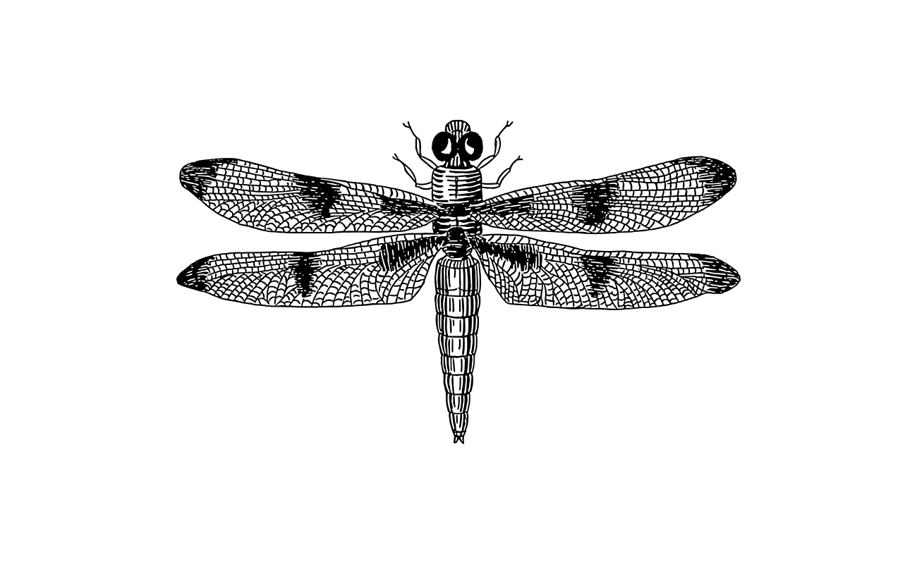 dragonfly