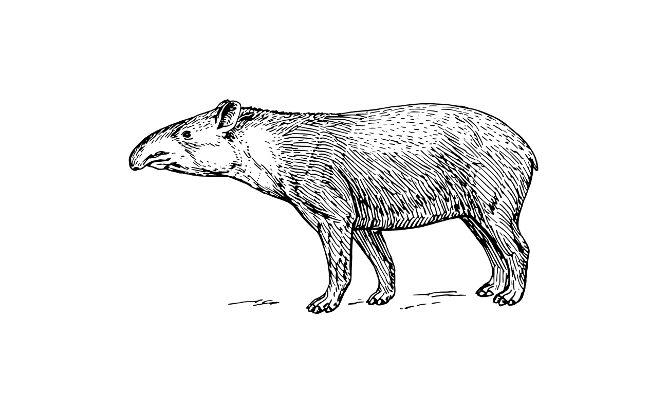 tapir