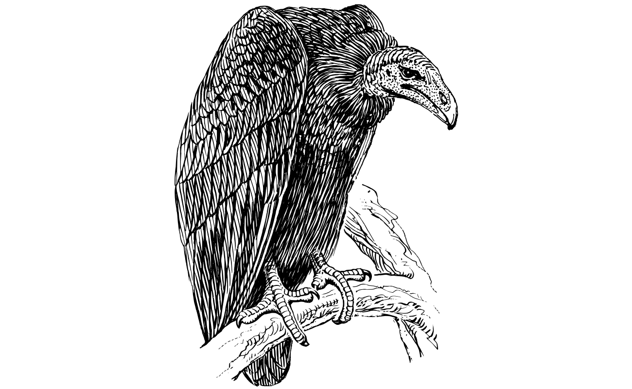 vulture